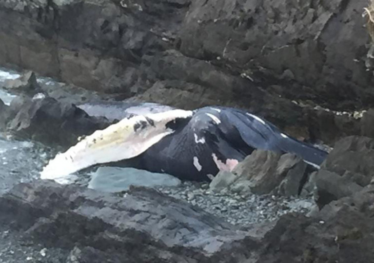 The juvenile humpback whale carcass photographed at Colla West on 24 February