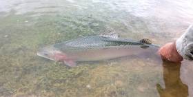 Rainbow trout being released in Ardaire Springs. Inland Fisheries Ireland (IFI) has secured funding of €536,886 to develop key angling projects in rural areas
