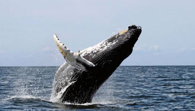Humpback whales are among the many species recorded by citizen scientists in the IWDG's datasets