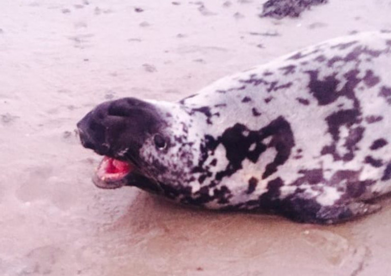 Hooded seal spotted in Toormore Bay on New Year’s Day