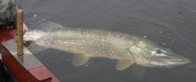 Plans for the Owenriff involve removing pike to help recovery of an important spawning tributary of Lough Corrib