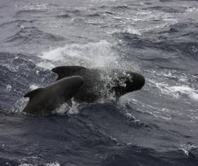 Pilot whales are regularly spotted off the Irish coast
