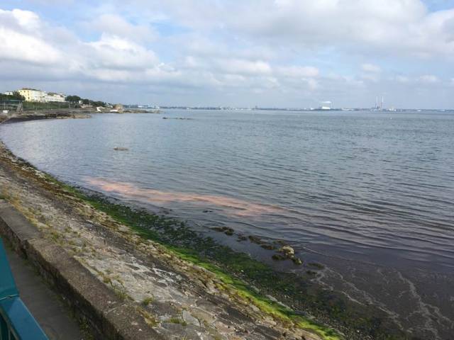 The ‘orange slick’ at Salthill near Dun Laoghaire this morning, Tuesday 25 June, now confirmed by DLRCoCo to be caused by an algal bloom