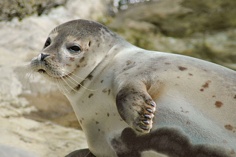 File image of a common seal pup