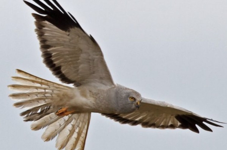 Galway-Mayo Institute of Technology researcher Ryan Wilson-Parr will speak about the Hen Harrier (above) Project