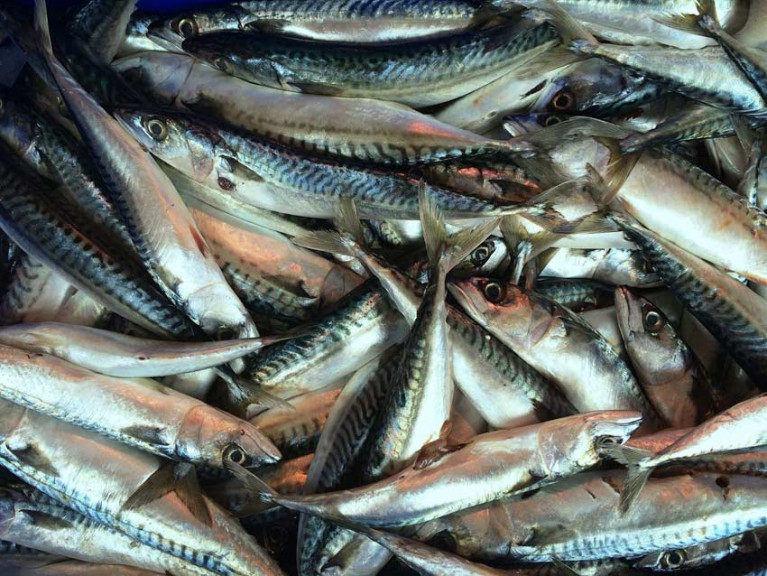 Mackerel is the most valuable catch for the Irish fishing fleet