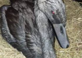 This rescued cygnet sadly died as a result of the Shannon oil slick