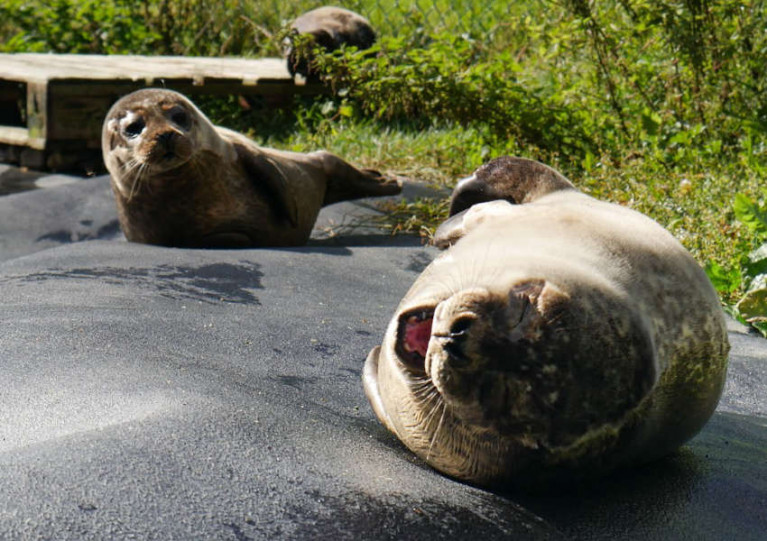 Galaxy and Altair are two seals currently in the care of Seal Rescue Ireland in Courtown