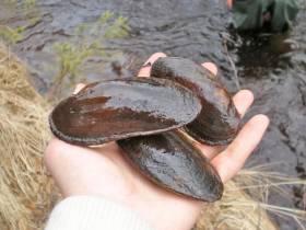 Freshwater pearl mussels Margaritifera margaritifera