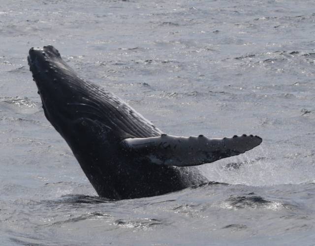Breaching humpback whale off Cape Verde this past April