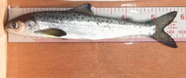Salmon Farm Sea Lice Halve Wild Atlantic Salmon Runs Says New Study