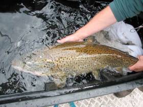 A ferox trout being placed in a recovery tank after being tagged. The Cong River in Co Mayo is renowned for its stock of ferox trout