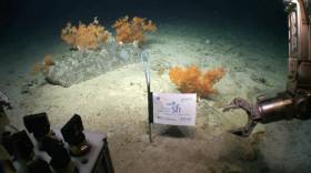 Ireland demonstrates its abilities in cutting-edge research in extreme environments during the Controls of Coldwater Coral Habitats in Submarine Canyons II (CoCoHaCa2) survey led by UCC-led scientists on board the Marine Institute’s RV Celtic Explorer