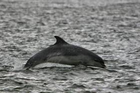 Bottlenose dolphins are a regular delight for wildlife spotters around Ireland&#039;s coast