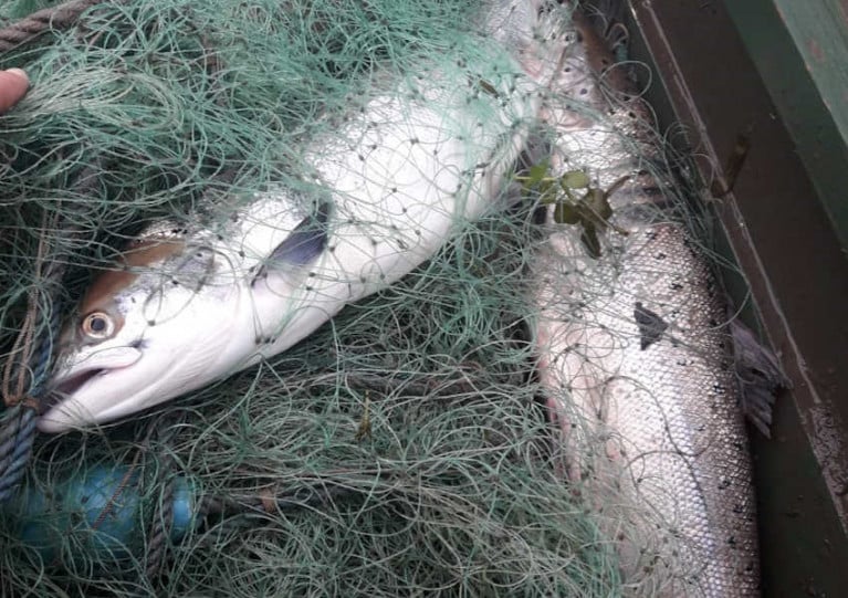 Salmon illegally netted from the River Barrow near Bauck in Co Carlow