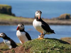One of cruising’s many pleasures is the unrivalled opportunity it provides to enjoy island and coastal wildlife without fuss. These puffins were seen on the Treshnish Islands west of Mull during the cruise by the Sun Fizz 40 Mystique of Malahide (Robert &amp; Rose Michael) to the west coast of Scotland in July 2016