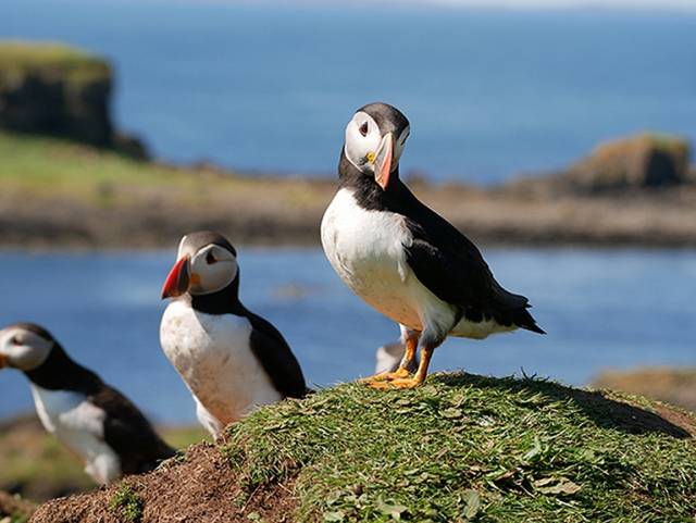 One of cruising’s many pleasures is the unrivalled opportunity it provides to enjoy island and coastal wildlife without fuss. These puffins were seen on the Treshnish Islands west of Mull during the cruise by the Sun Fizz 40 Mystique of Malahide (Robert & Rose Michael) to the west coast of Scotland in July 2016