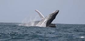 Breaching humpbacks in Cape Verde this past April