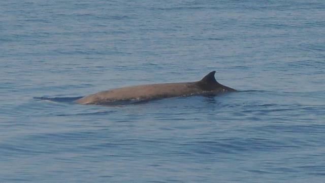 A Cuvier’s beaked whale surfacing in the Mediterranean in July 2016. The deep-ocean species is rarely spotted in the wild