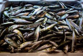 Seafood plant in Connemara could face closure because of fishing quotas: above mackeral 
