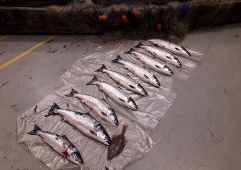 The nine wild salmon, boat and net seized during the night of Tuesday 28 July