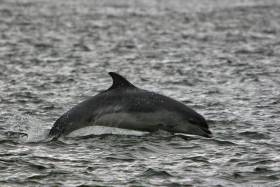 Friends of the Irish Environment says the proposed site of the Ballylongford gas terminal’s jetty is an important habitat for bottlenose dolphins like this one