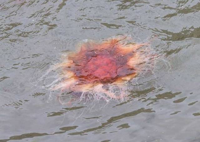 Lion's Mane jellyfish can grow up to two metres across