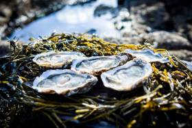 Carlingford Oyster Festival Opens Today
