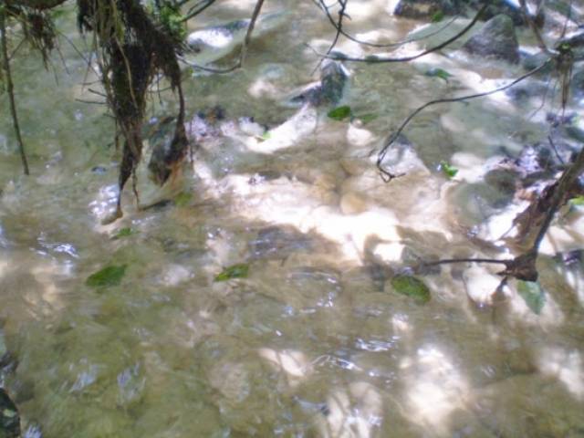 Discolouration of water in a tributary stream of the River Maine, during a pollution incident in June 2015