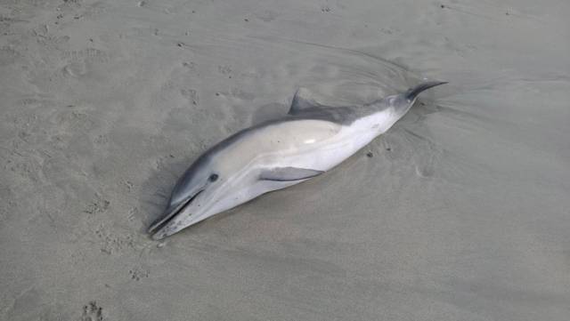The rise in common dolphin strandings since 2011 is alarming wildlife enthusiasts