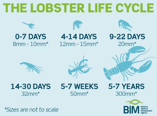 35,000 Lobsters V-Notched by BIM Each Year