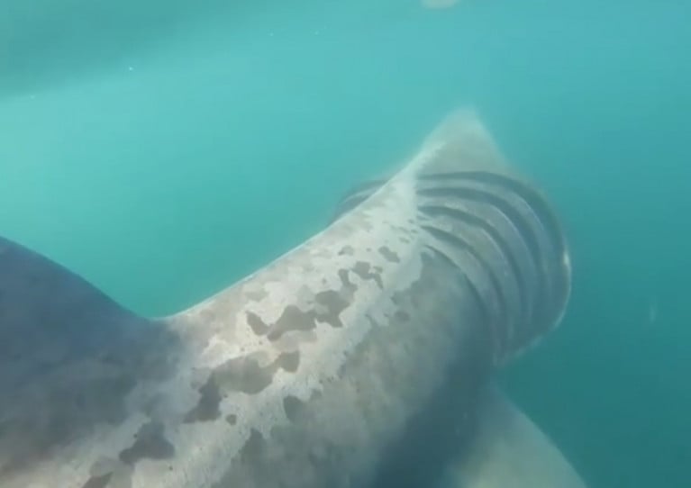 One of the basking sharks filmed by surfers off Co Clare at the weekend