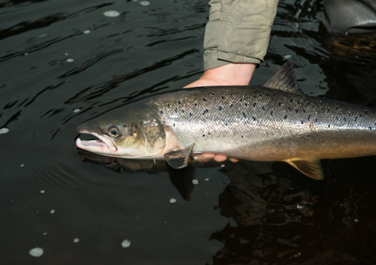 Returning salmon in the Foyle and Carlingford fisheries are a resource under threat