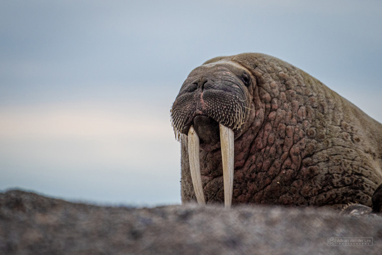 Walrus colony – Hinlopen Strait, Spitsbergen.