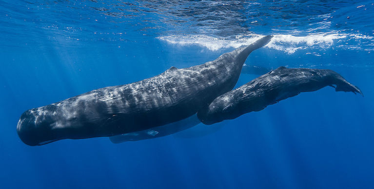 A Sperm Whale pod; Irish researchers have found the noise from deep-water trawling can upset whales