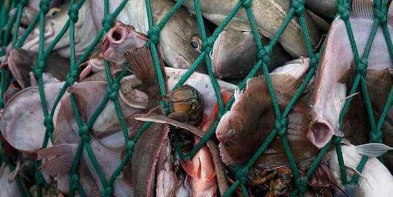 It has been claimed up to 1.7 (one point seven) million tonnes of unwanted and juvenile fish was being discarded annually