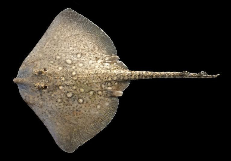 Thornback Ray - once abundant but now extinct on Belfast Lough