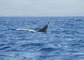 A Sowerby’s beaked whale breaching