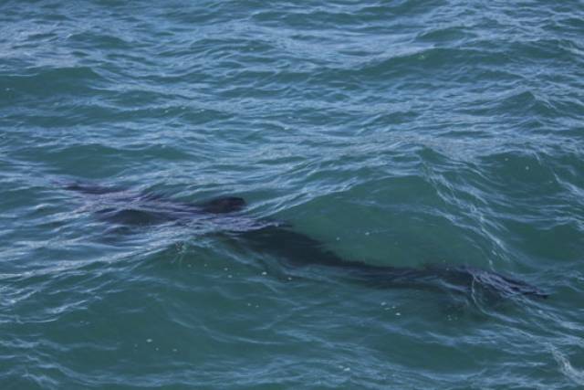 A juvenile basking shark, a species vulnerable to commercial trawling and gill netting