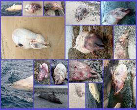 Photos of some of the 16 strandings sent to the IWDG by members of the public