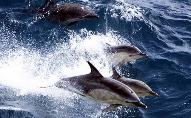 A Common dolphin pod breaching off the west coast of Ireland. A public talk on Noise in the Ocean and its impact will be given tonight in Dublin