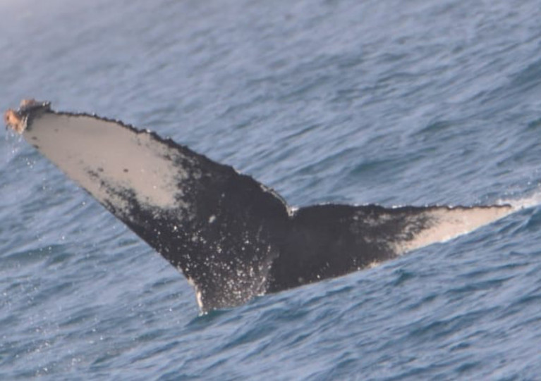 HBIRL78 (or NA10446) sighted off Boa Vista in Cape Verde on 10 March