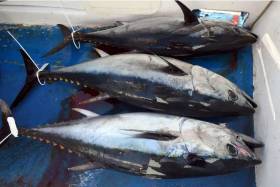 The EU audit identified the State’s failure to control a recreational fishery for bluefin tuna