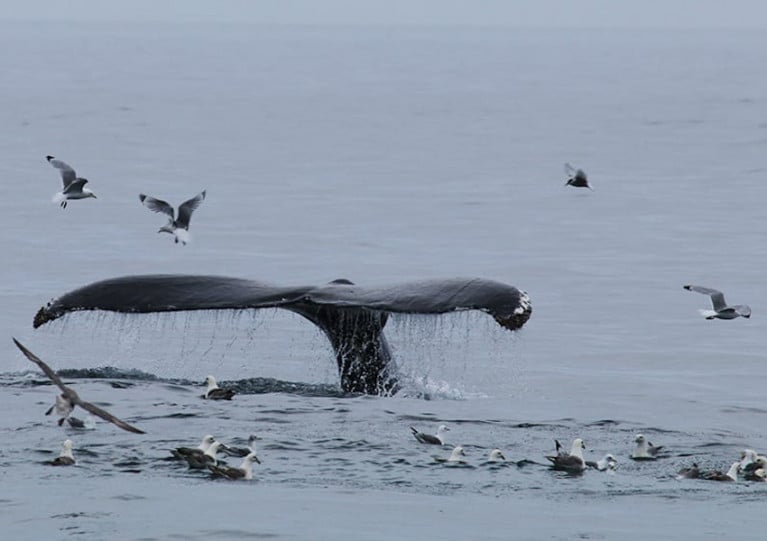 One of the humpback whales spotted on the IWDG’s Iceland expedition in May 2018