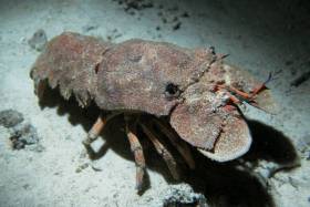 Mediterranean slipper lobster (Scyllarides latus) in its usual habitat