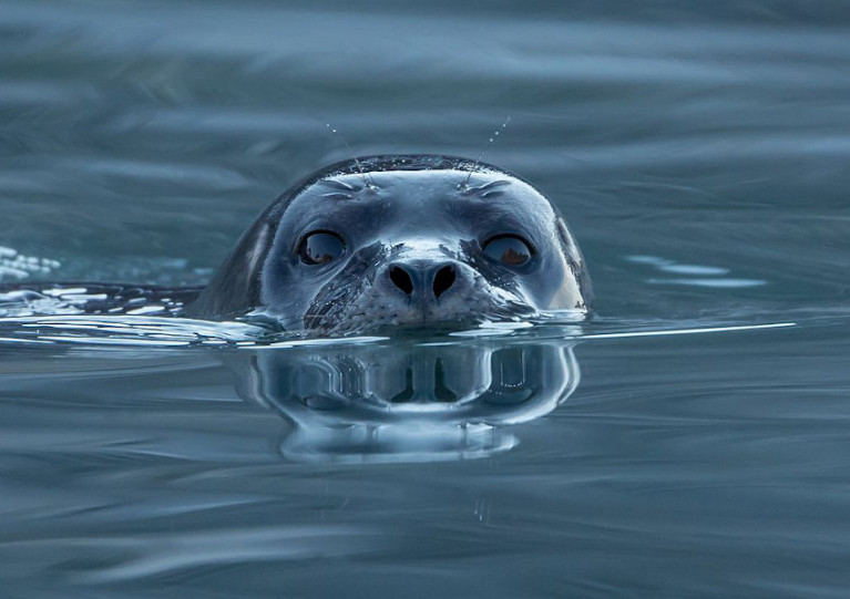 File image of a common or harbour seal