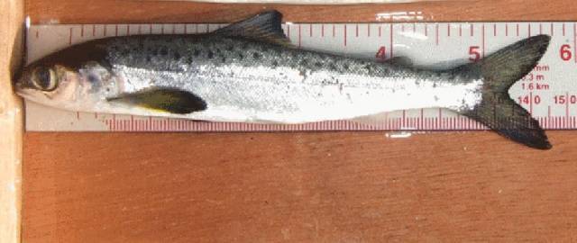 Follow Salmon Smolts In River Erriff Via New Online Tool