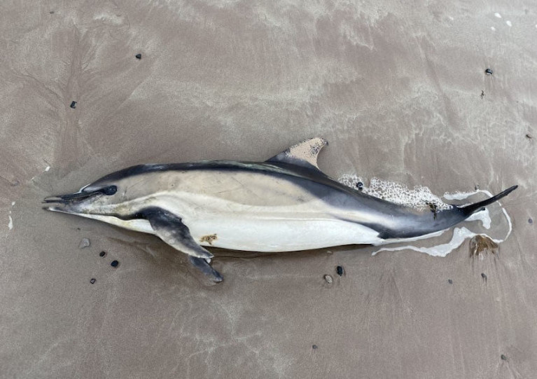 A common dolphin carcass classed as ‘very fresh’ recorded at Castlegregory, Co Kerry on 6 February