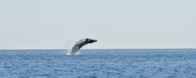A breaching Humpback Whale is caught on camera off West Cork