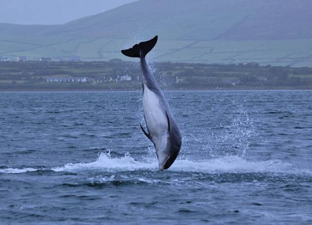 Fungie as he usually appears to visitors and locals alike in Dingle